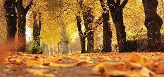 Vergroeningspremie, begin er niet aan! 