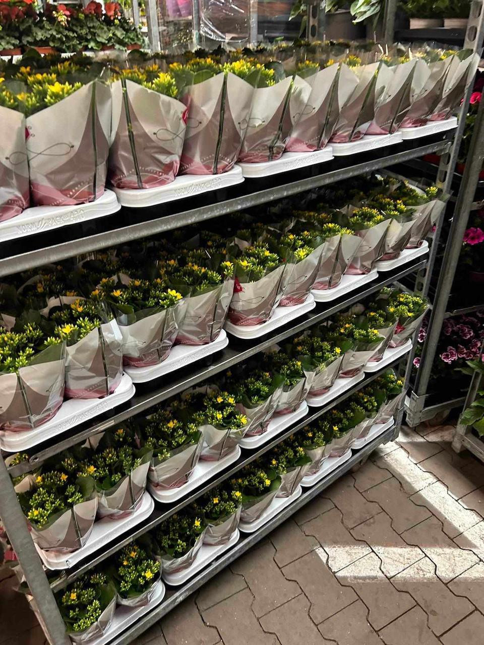 Kiezers bedankt: Vlaams Belang zegt het met een bloemetje!