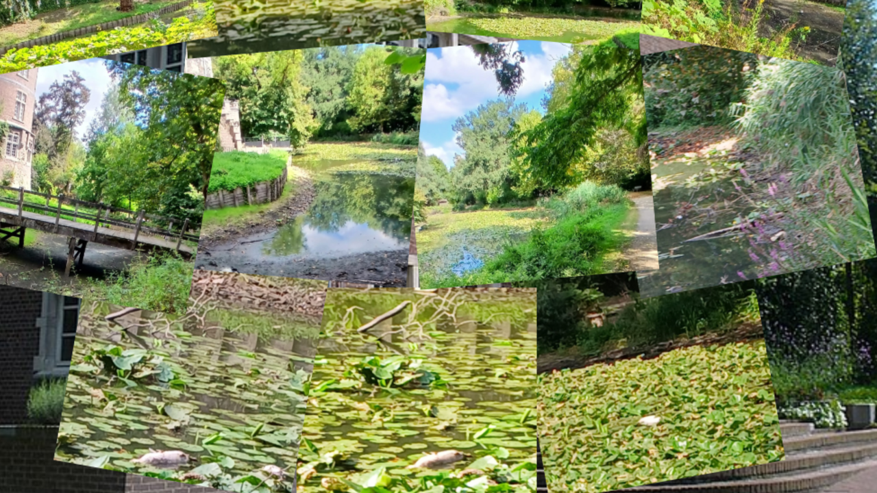 Dode vissen in de trouwgracht: wanbeheer aan het Prinsenhof (Kuringen)