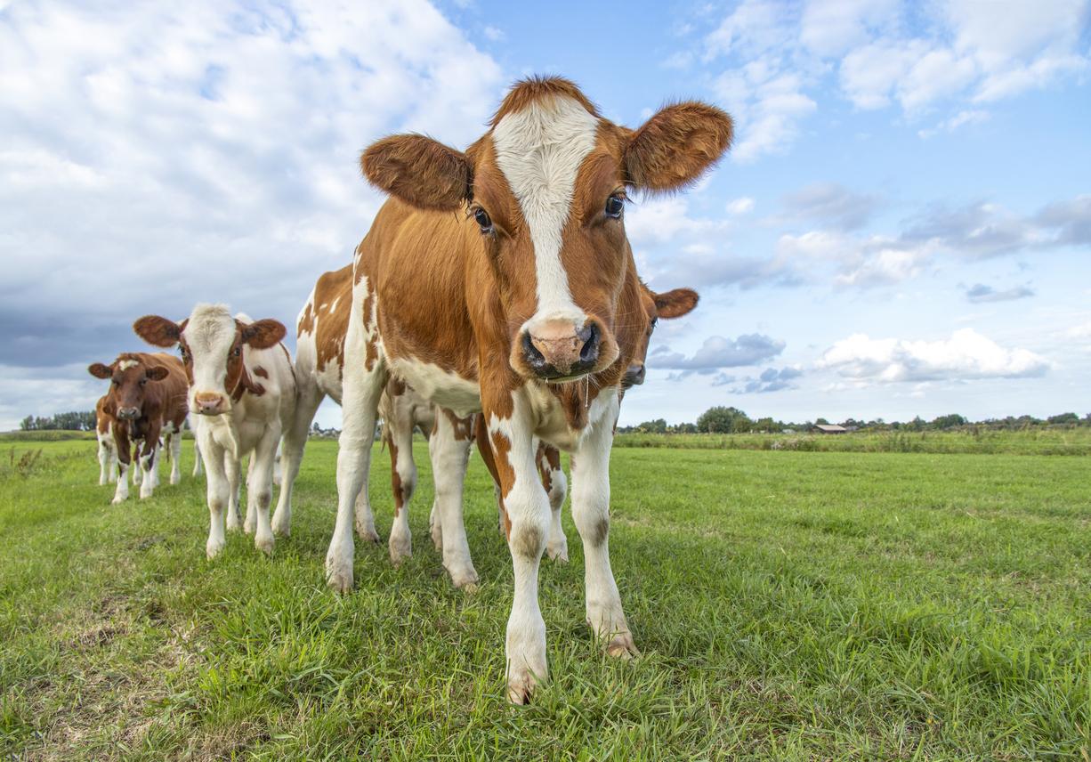 Geen gratis contactbordjes voor weidedieren