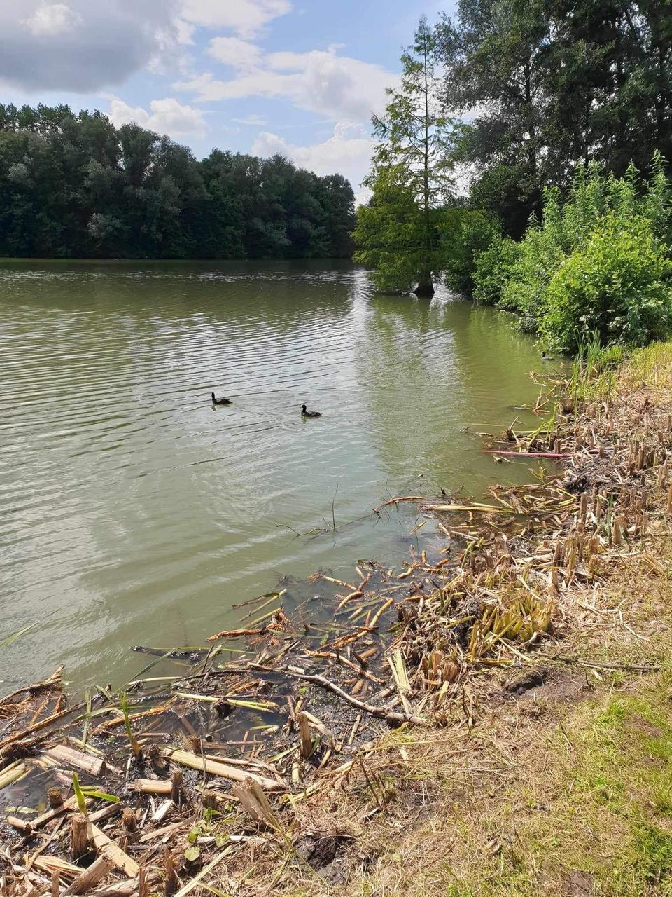 Gemeente laat rietkraag verwijderen in een zomermaand