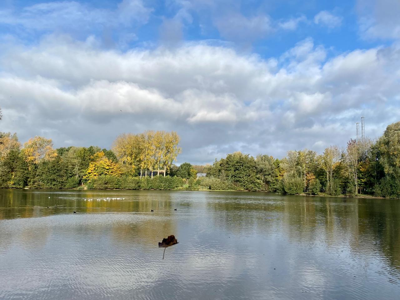 Vogelgriep omgeving Donkvijver Oudenaarde