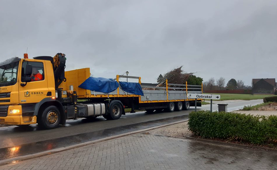 Gemeente Brakel koopt 9 bomen uit Nederland 