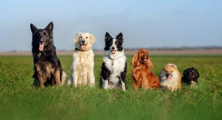 23 september 2023 Eerste hondenwandeling Vlaams Belang Oudenaarde 