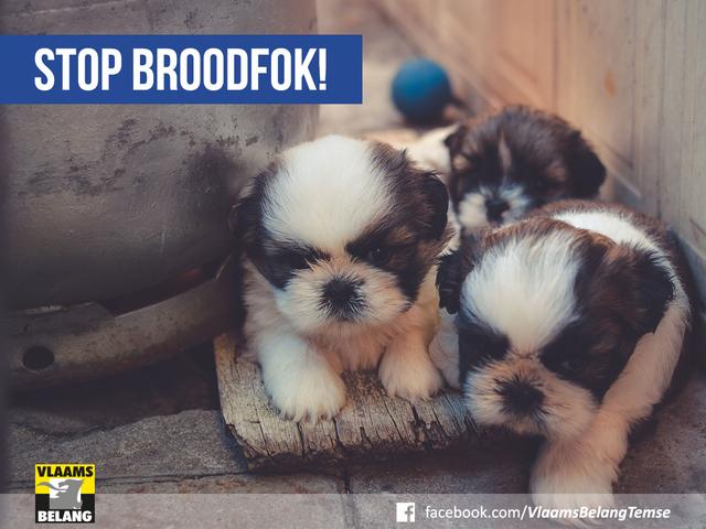 Veilig Temse, ook voor dieren!