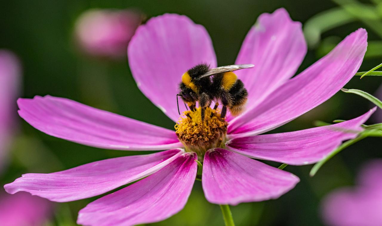 Red onze bijen: Vlaams Belang Buggenhout deelt bloemzaadjes uit