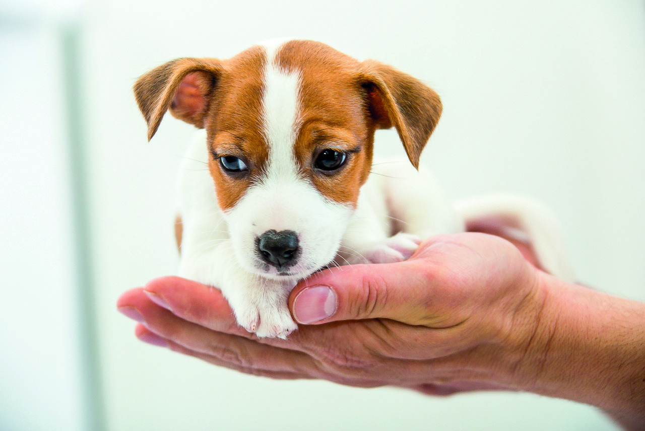 Vlaams Belang wil gratis huisdierzelfklever voor veiligheid van huisdieren