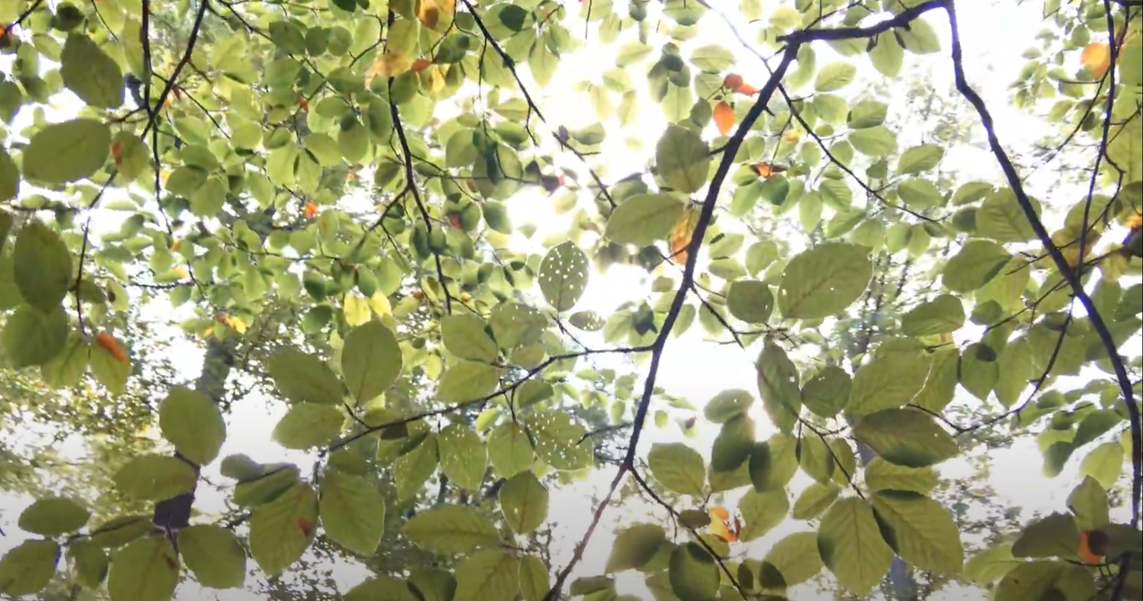 Promoclip Buggenhout - Stand van zaken