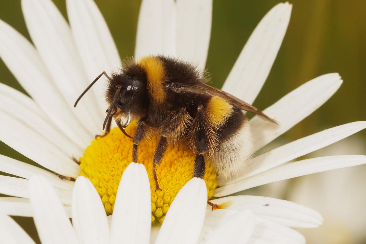 Vlaams Belang wil structurele nestplekken voor wilde bijen