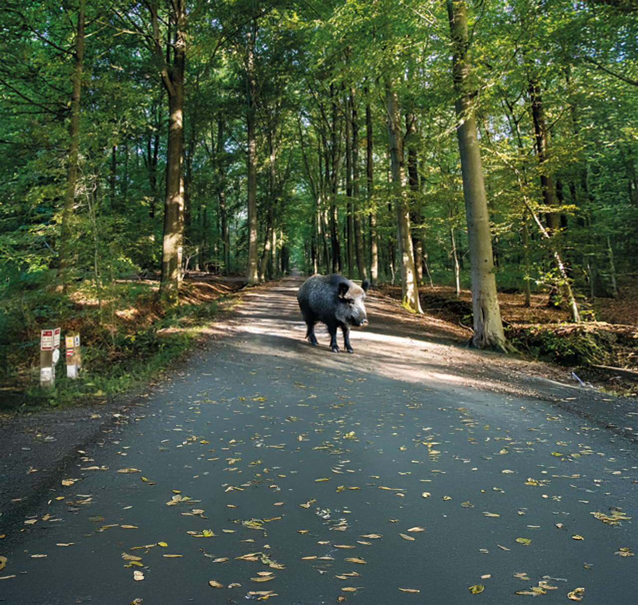 Ondersteuning Bosbegankenis door de gemeente