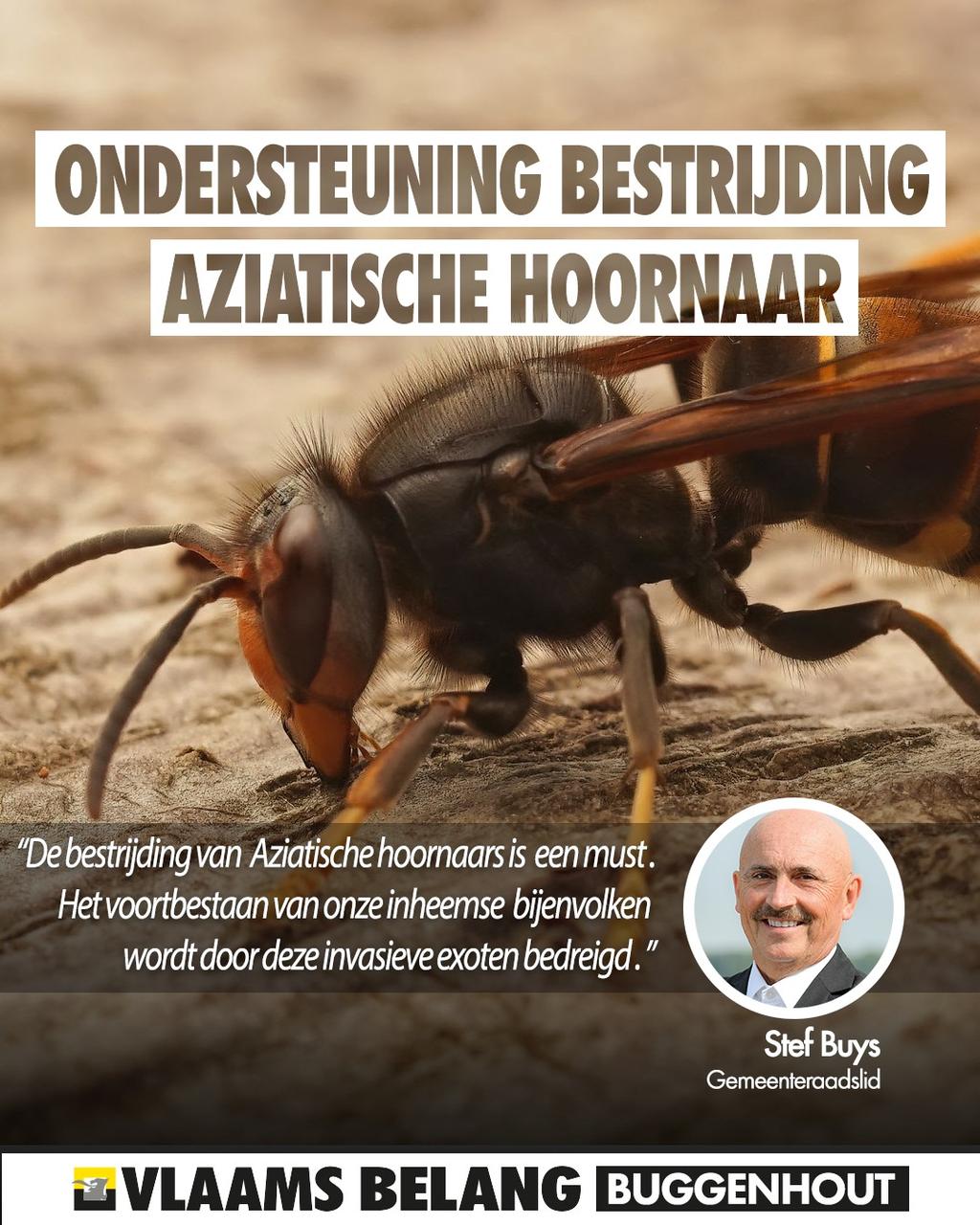 Aanpak van Aziatische hoornaar