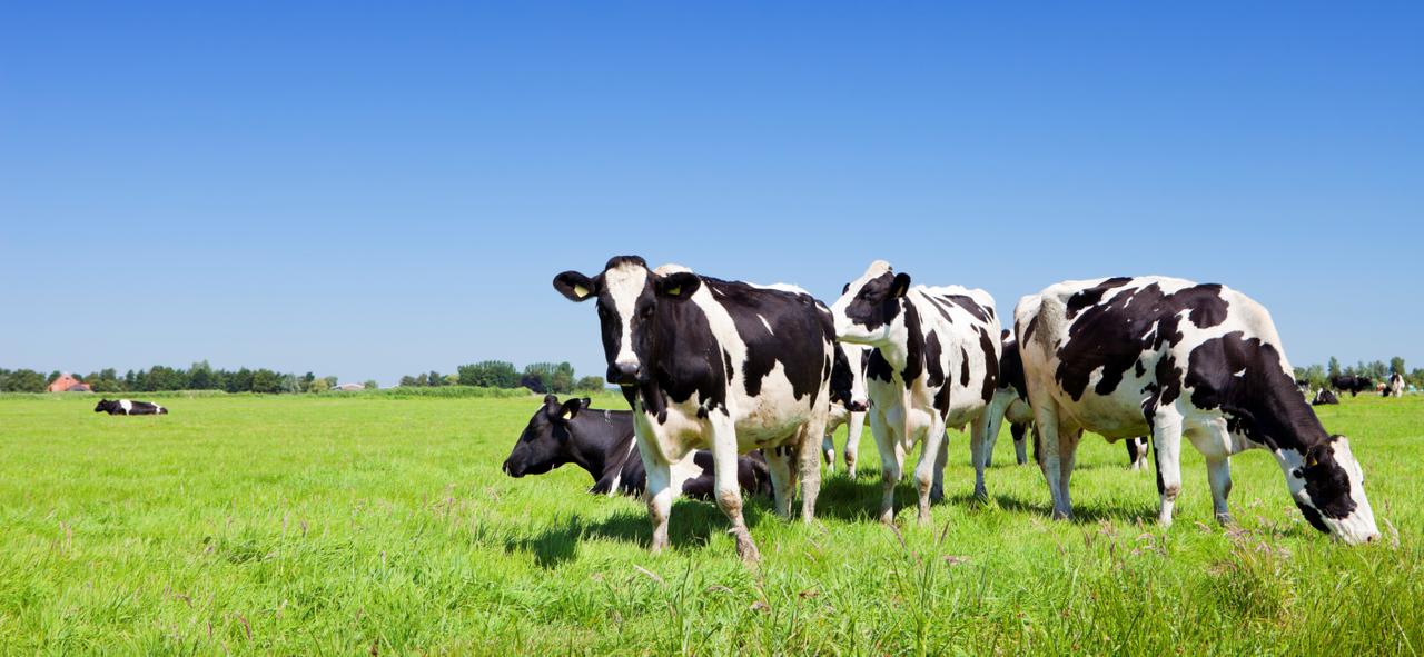 Vlaams Belang steunt verkoop stadsgronden, maar enkel met “correcte prijs en voorwaarden”