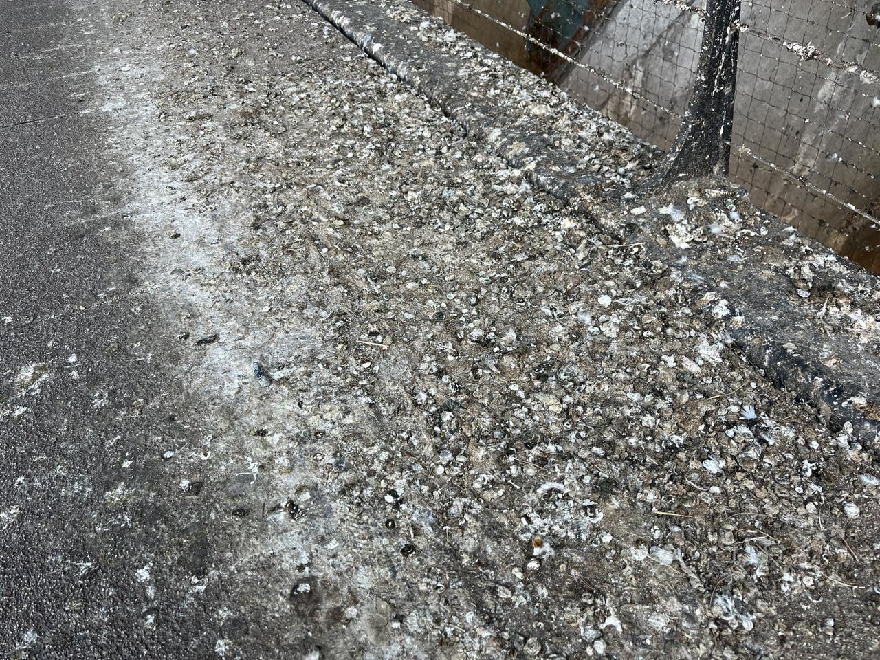 “Gentse stadsbestuur laat duivenprobleem gewoon broeden”