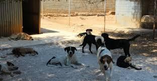 Vlaams Belang Gent dringt aan op centraal meldpunt dieren in nood
