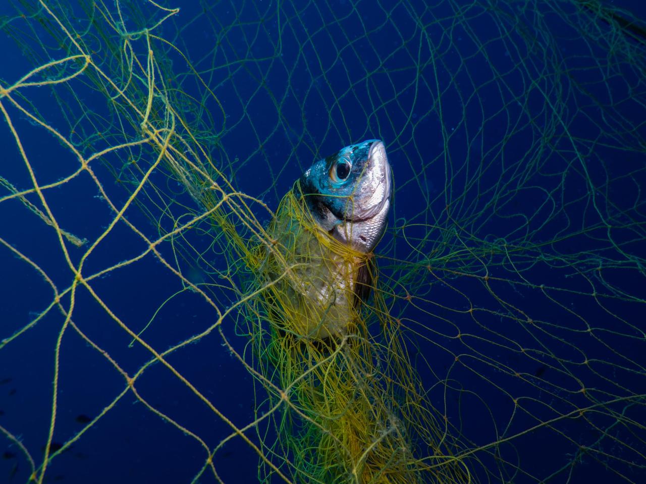 Vlaams Belang wil extra sociale controle aan waterlopen via visstewards