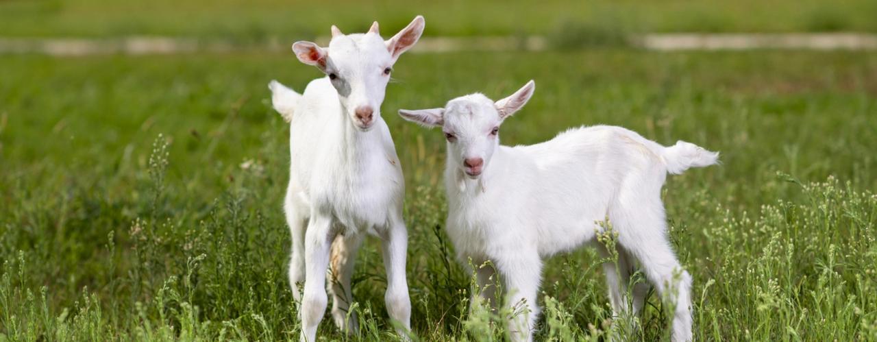 Roeselare, het islamitisch offerfeest en thuisslachten....