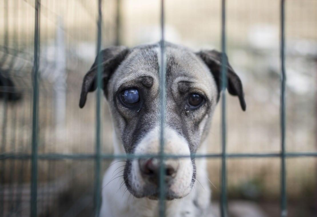 Niet indexeren bijdrage aan dierenasiel Knuffelpootjes onlogisch