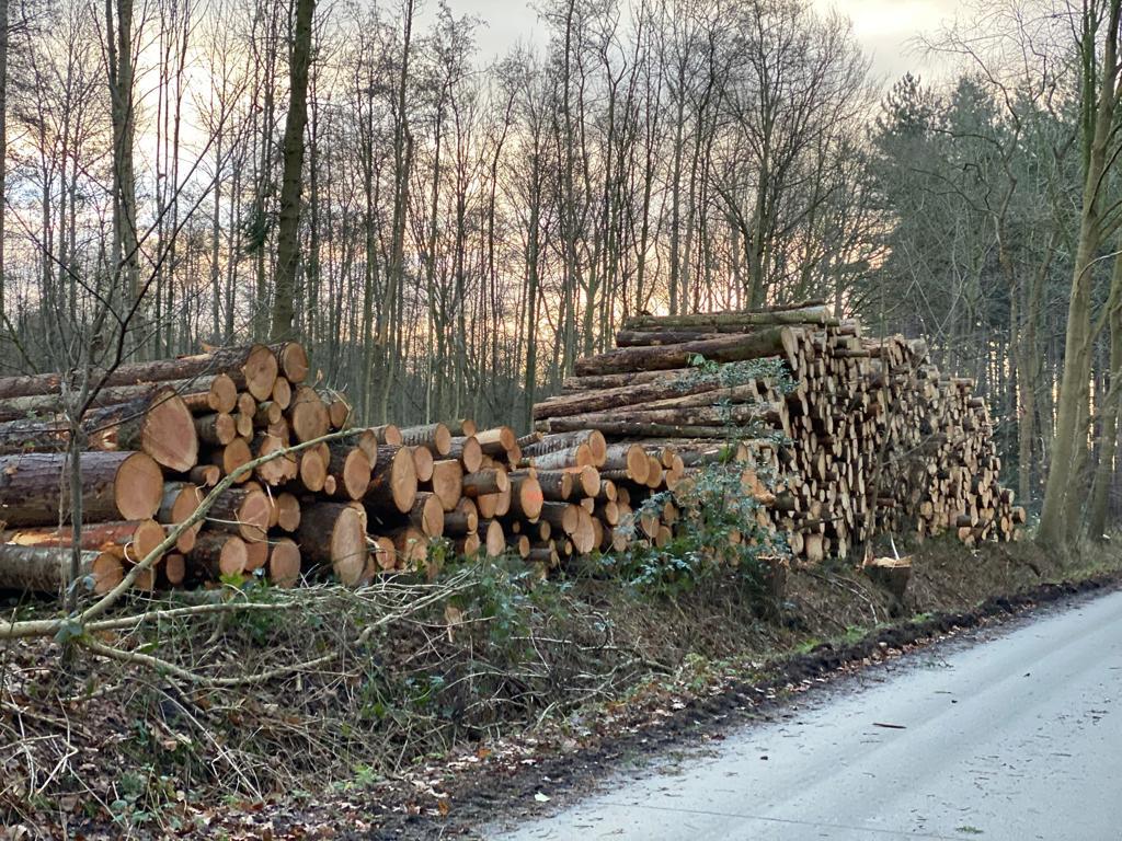 Vlaams Belang Zoersel stelt zich vragen bij continue houtkap in Halse bossen.