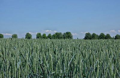 Demir sluit onteigening landbouwgrond niet uit in Brabantse Wouden. ‘Dit is broodroof’