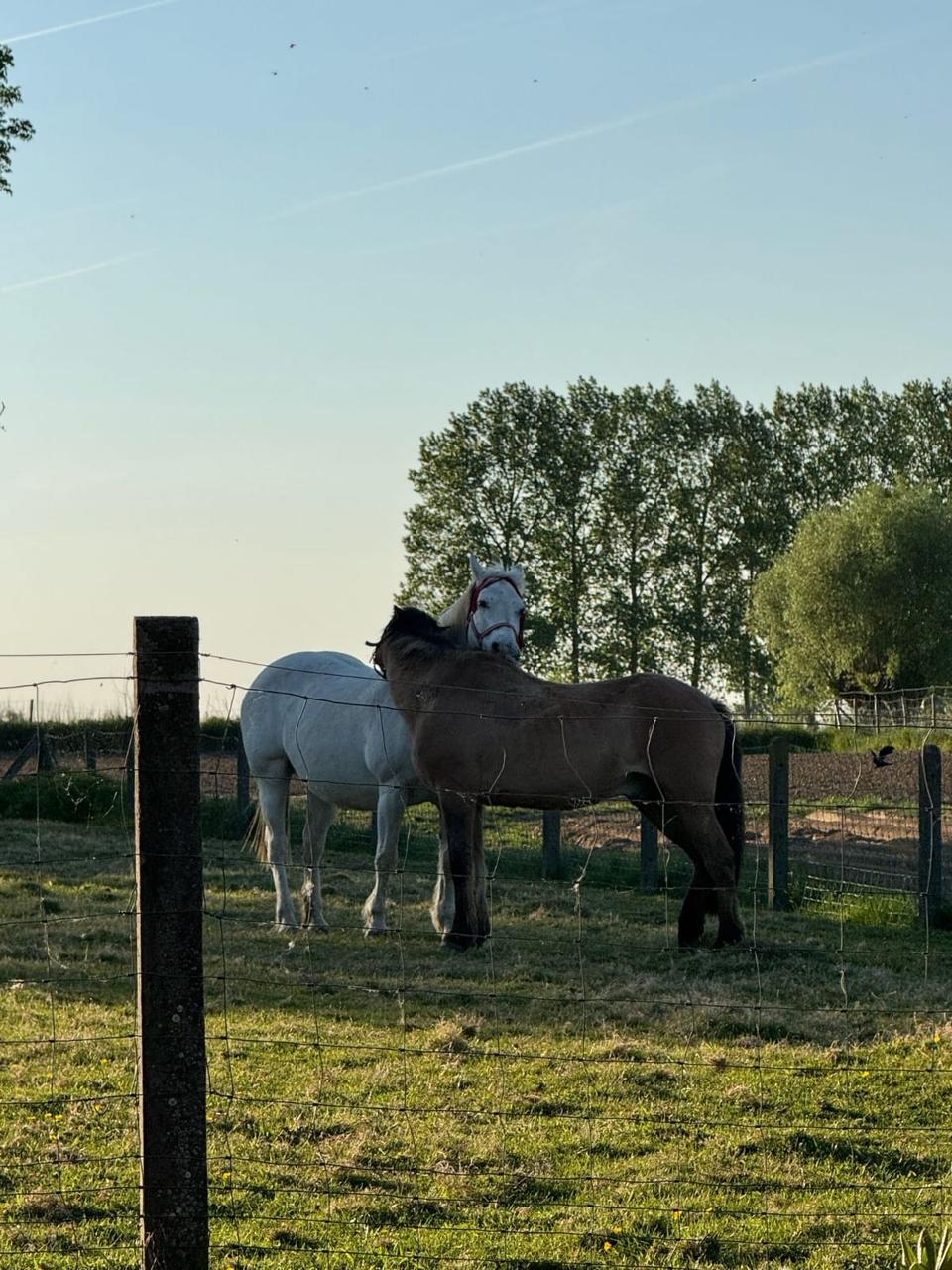 VLAAMS BELANG WAARSCHUWT VOOR BOUWDRUK IN TERNAT