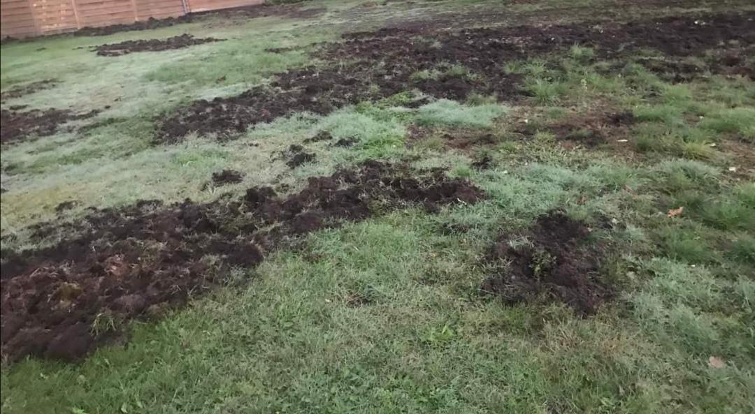 Everzwijnen verschijnen weer in woongebied in Leopoldsburg