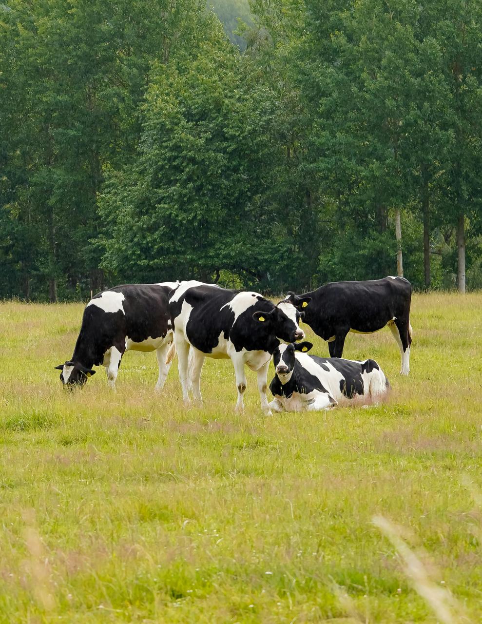 Steun voor boeren is essentieel voor lokale welvaart