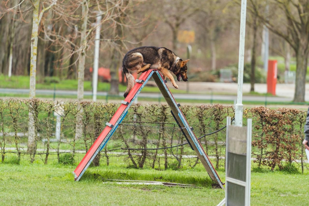 Toekomst van hondenscholen in Deinze is onzeker