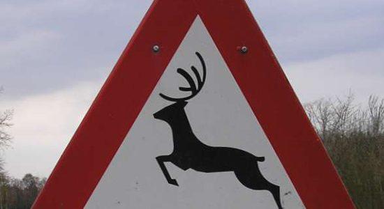 Vlaams Belang vraagt wildspiegels in Deinze