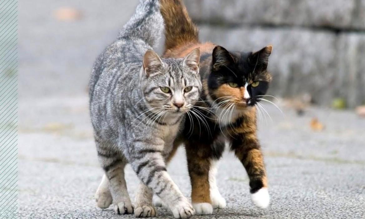 Antwerpen verliest controle over zwerfkatten: kosten lopen op, beleid blijft blind en tandeloos