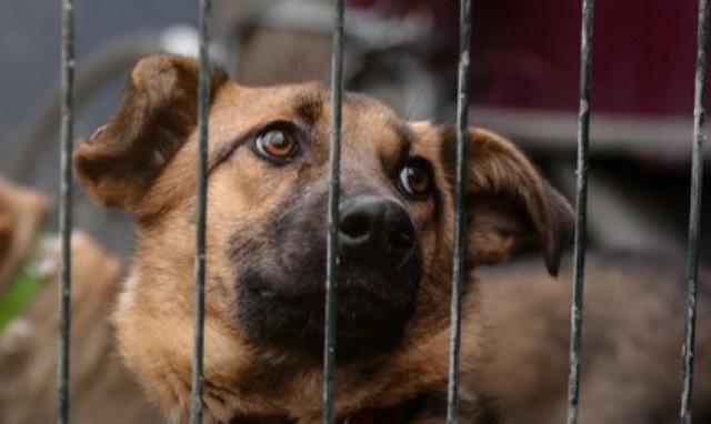 Dierenwelzijn in Antwerpen verdient meer dan vrijblijvende goede bedoelingen