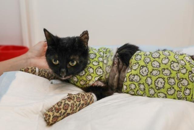 Vlaams Belang schenkt 500 euro aan mishandeld ‘Sprotje’