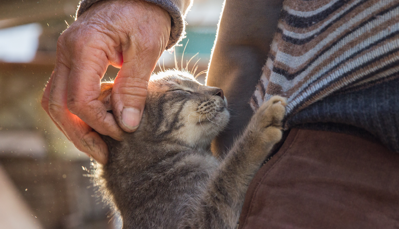 Beerse laat bijzetting van asurne van huisdieren bij eigenaar toe