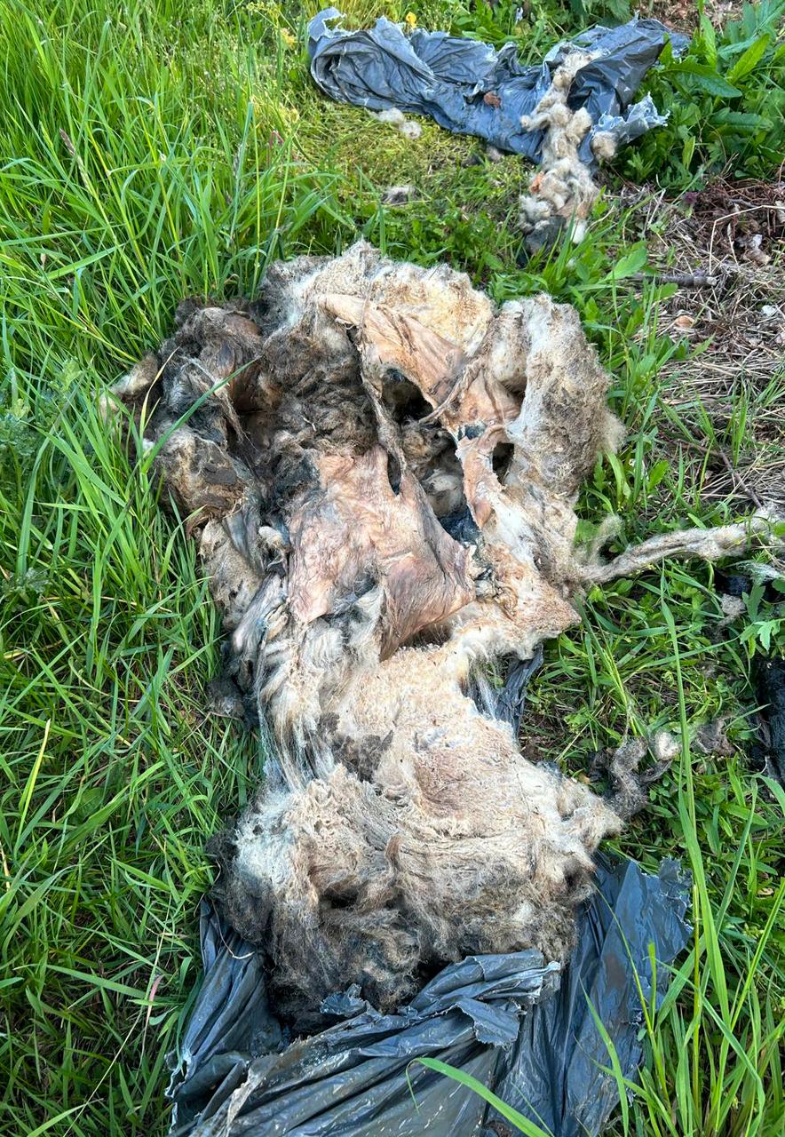 Slachtafval aangetroffen in Waterhoek: "Respecteer de wet en onze buurt"