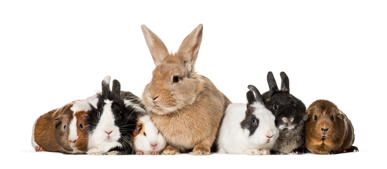 Vlaams Belang dient amendement in om Molse dierenmarkt te redden