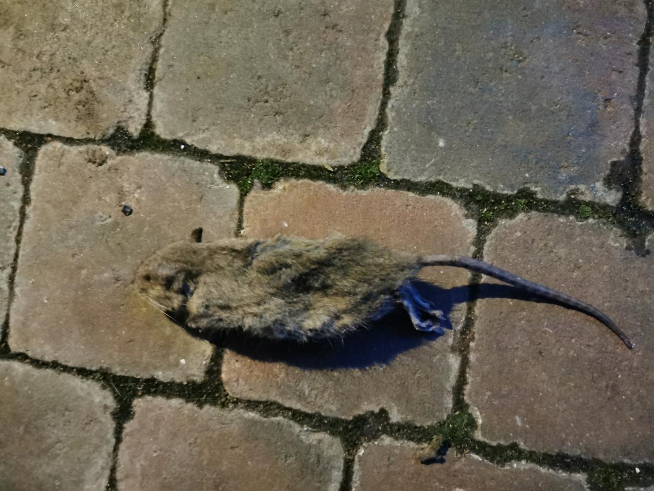 RATTENVALLEN ZONDER GIF