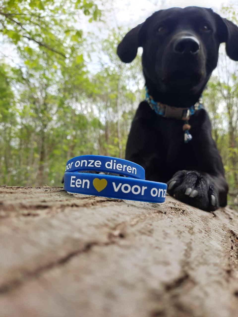 EEN HART VOOR ONZE DIEREN!