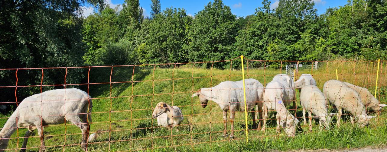 De Schapenkoppen worden geschoren!