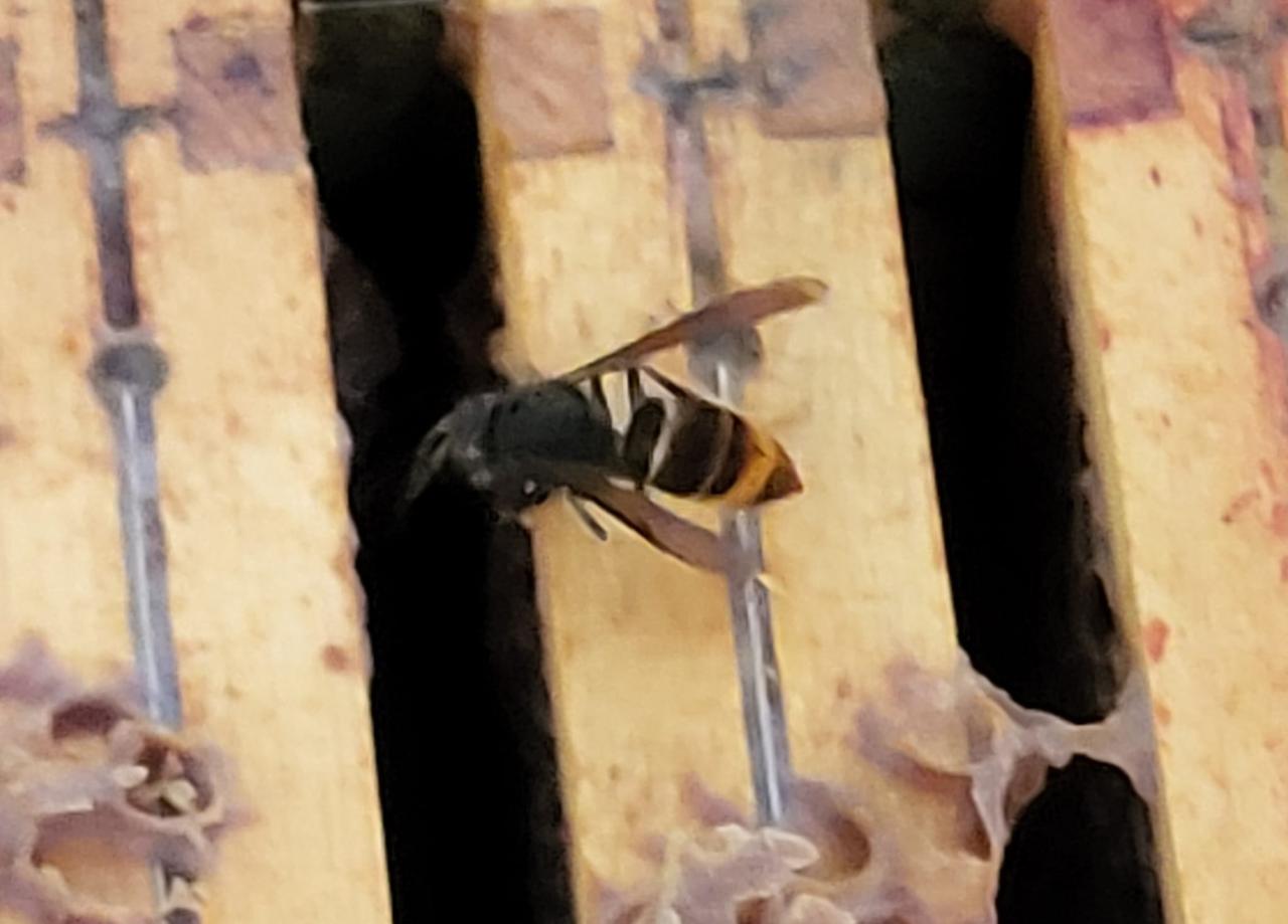 Agendapunt rond de problematiek van de Aziatische hoornaars unaniem goedgekeurd op de gemeenteraad