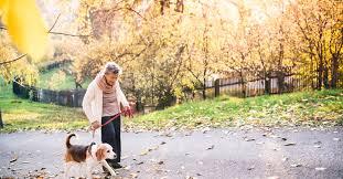 Oude vrouw en hondje aangevallen door groep allochtonen