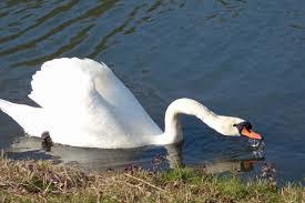 Nieuwe brug kan 'gijzelaars' wijk Zwaan mogelijk redden