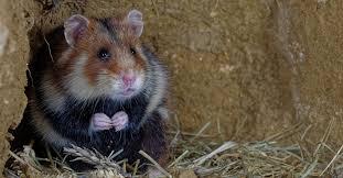 Vlaamse regering verbrast €800.000  om hamsters uit te zetten