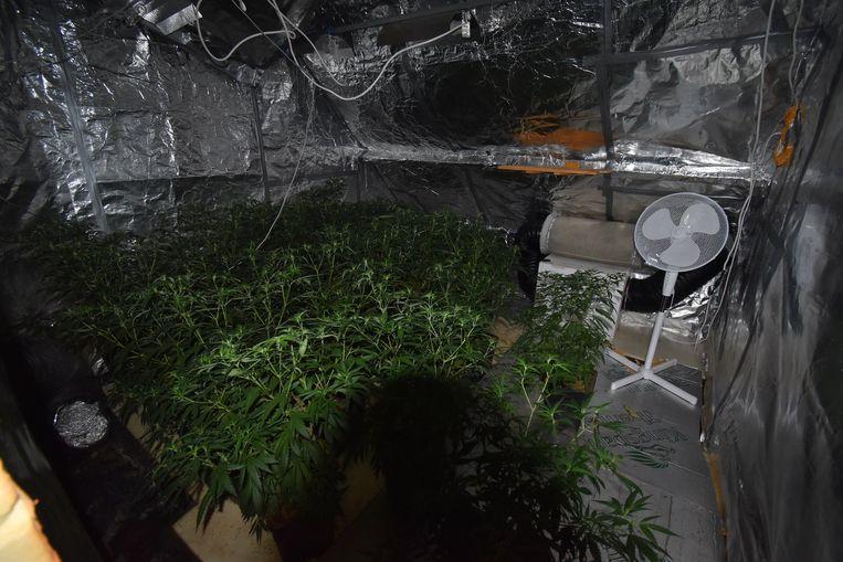Derde cannabisplantage opgedoekt in enkele maanden tijd