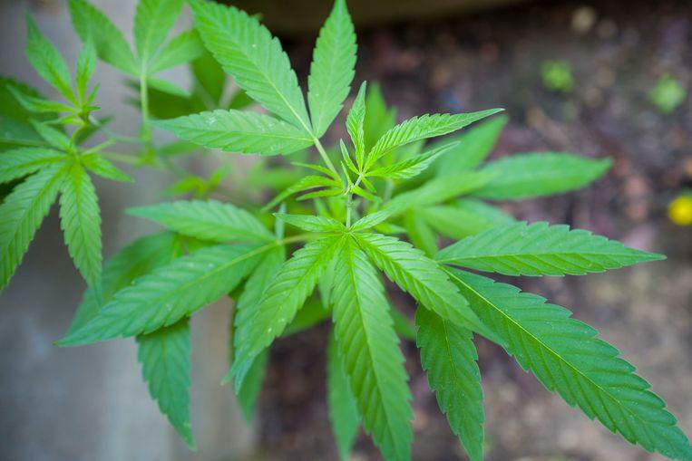 politie Schoten deelt drugsmilieu enkele klappen uit