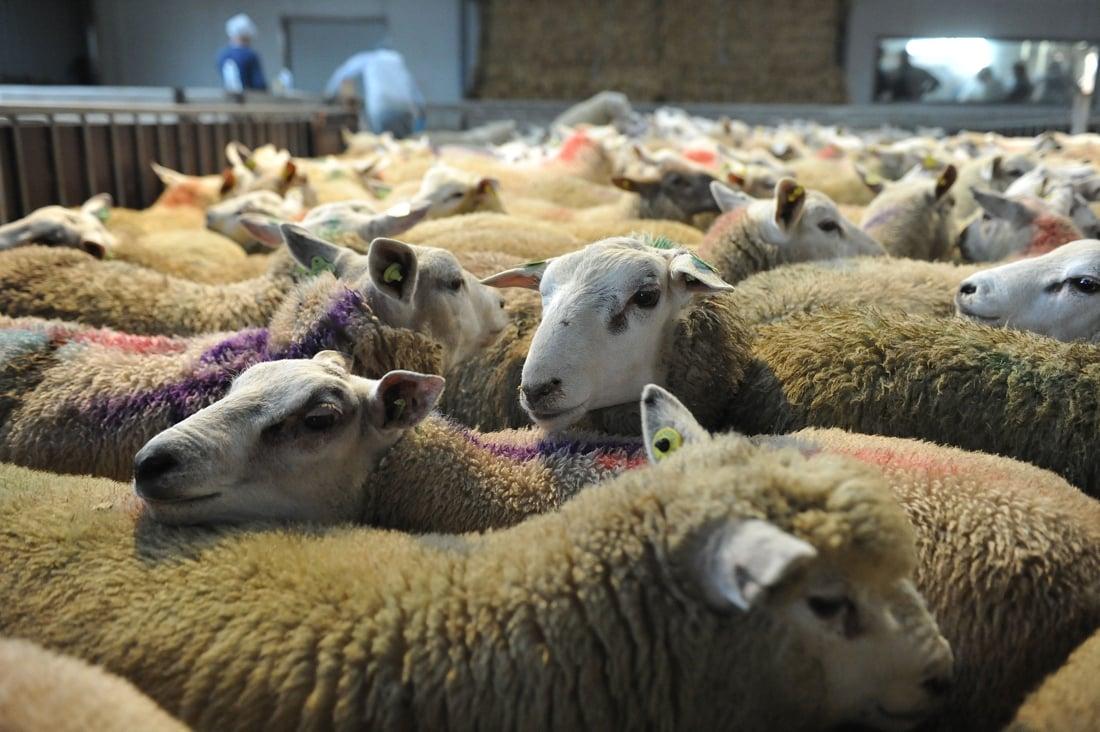 Vlaams Belang verzet zich tegen offerfeest