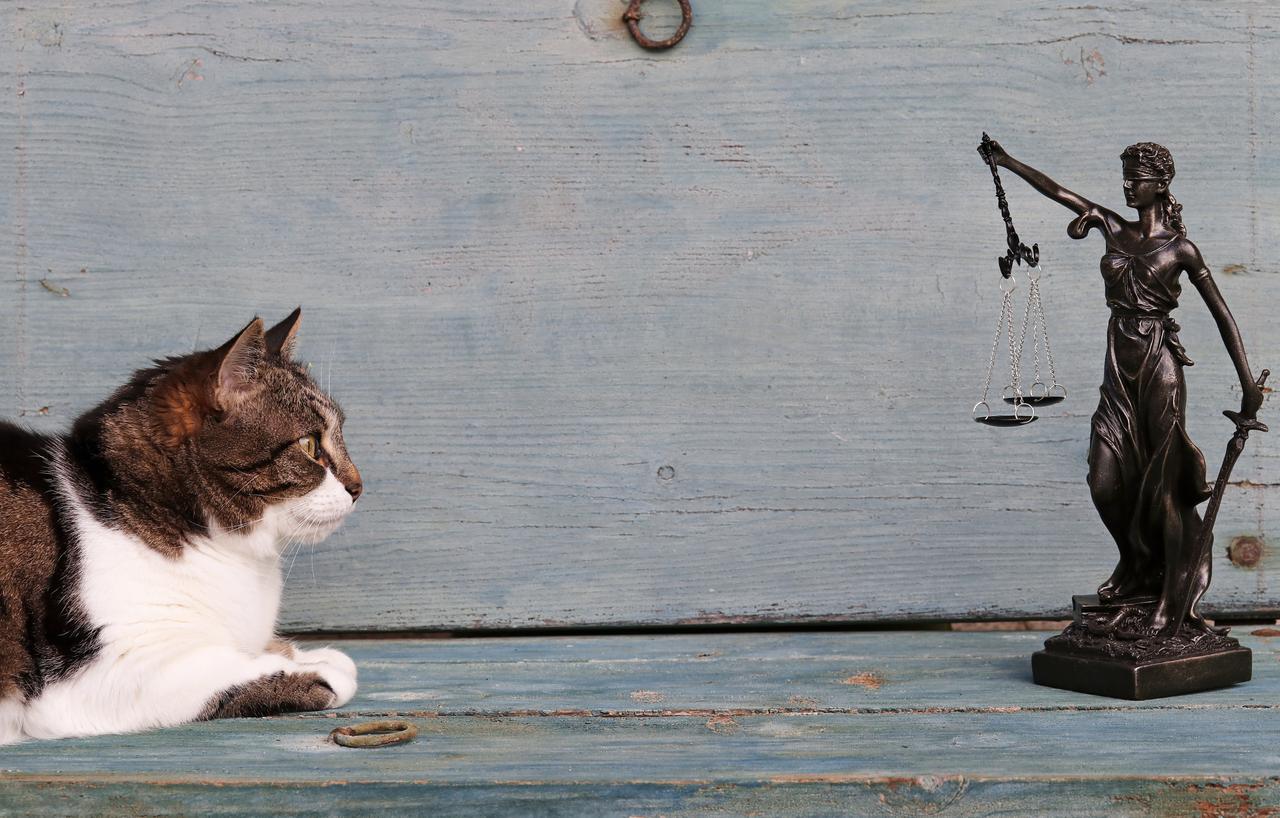 sensibiliseringscampagne dierenwelzijn