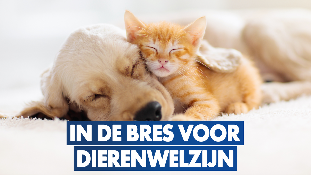 Verwaarloosde honden weggehaald dankzij Vlaams Belang