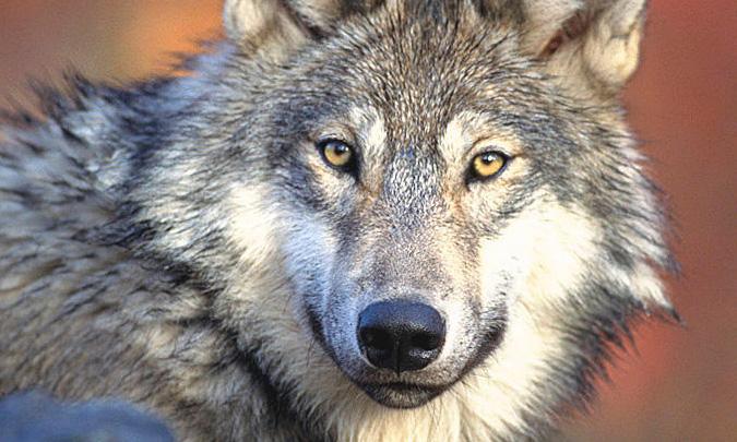 Gemeentelijke infoavond wolven enkel voor eigenaars schapen