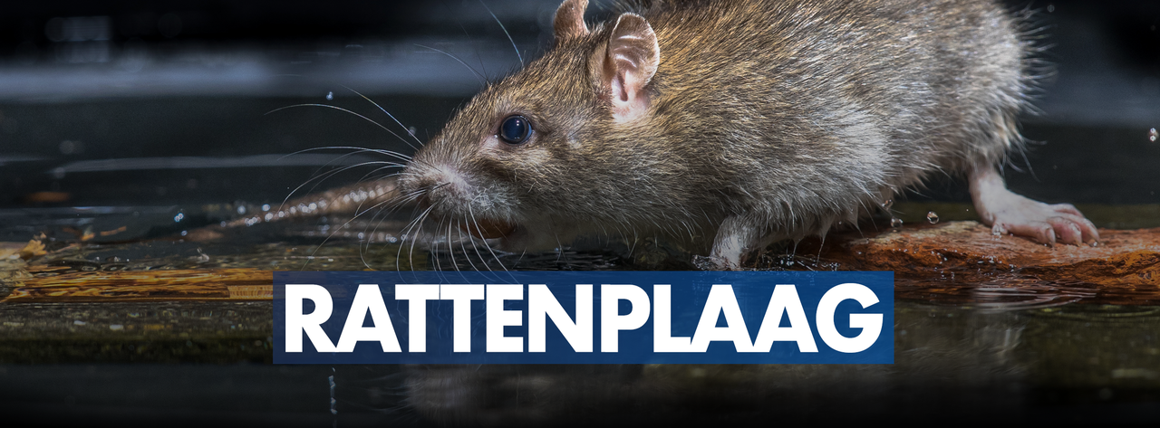 Geen afdoende oplossingen tegen rattenplaag in Balen-Olmen