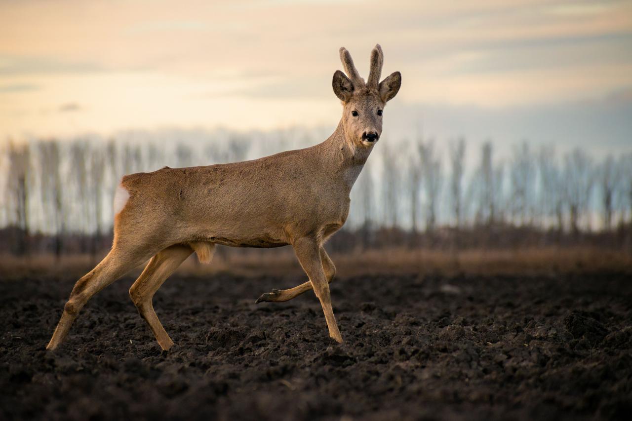 Sint-Truiden: Een schijnbaar diervriendelijke stad
