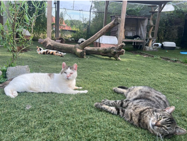 Wat met kattenbeleid in Olen?